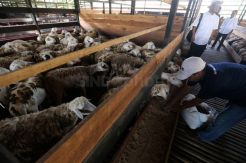 Jelang Idul Adha, Purwakarta Surplus Domba
