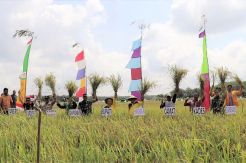 Bupati Kobar Panen Raya Padi di Desa Berambai Makmur