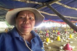 Harga Daging Ayam Diprediksi Normal Agustus-September