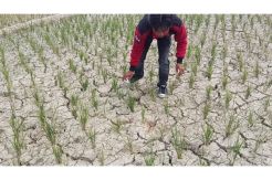Lahan Persawahan yang Dilanda Kekeringan di Pringsewu Lampung Meluas