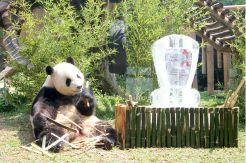 Cai Tao Panda Raksasa TSI Bogor Terima Penghargaan
