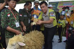 Maksimalkan Potensi Ternak, Wonosobo Gelar Kontes Dombos