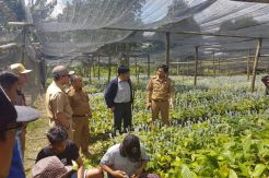Kawasan Kakao Berbasis Korporasi Dibangun di Kolaka Timur