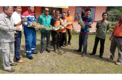 Sempat Akan Disantap, 3 Buaya Muara Diserahkan ke BBKSDA