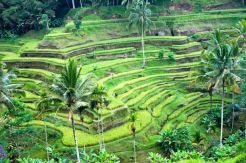 Ubud Bali Dinobatkan sebagai Kota Terbaik Kedua di Asia