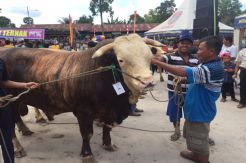 Kontes Sapi ‘Bahenol’ Ramaikan Pasar Herwan Kurban di Pangkalan Bun