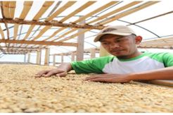 PLTA Batangtoru Fasilitasi Hak Paten Kopi Arabika Sipirok
