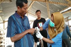 Temuan Antraks, Mojokerto Waspadai Hewan Kurban dari Jateng