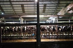 Peternak Terpukul Usai Kemitraan dan Penyerapan SSDN Dihapus