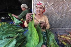 Kilau Daun Emas Bumi Pandalungan