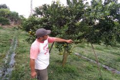Dilanda Kemarau, Petani Jeruk dan Palawija di Simalungun Meradang