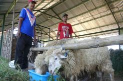 Domba Merinho, Hewan Kurban Favorit Warga Banyumas