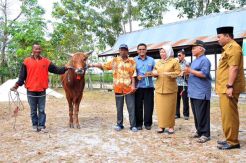 Bupati dan Wabup Kobar Salurkan Sapi Kurban kepada Warga