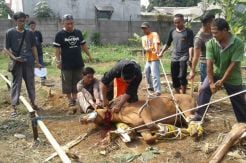 Wujud Kepedulian, Warga Acacia GDC Kurban 4 Sapi dan 8 Kambing