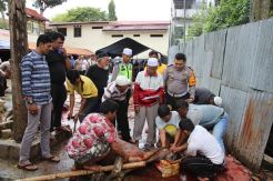Idul Adha, Polres Sidimpuan Sembelih 10 Ekor Sapi