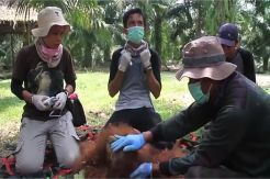 Orangutan Berhasil Dievakuasi dari Perkebunan Sawit di Langkat