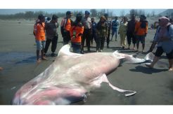 Hiu Tutul Berbobot 1 Ton Mati Terdampar di Pantai Parangkusumo