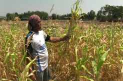 Sawah Mengering, Petani di Semarang Alih Profesi