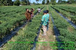 Program Kementan Sejahterakan Petani Cabai Toli Toli