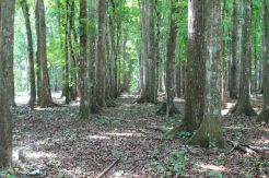 Energi Terbarukan Berbasis Hutan Butuh Dukungan Pendanaan