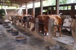 Sapi Limosin Bunting Seharga Rp20 Juta Disikat Sindikat Maling Ternak