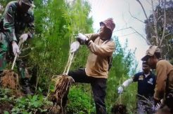 BNN Sita 3,5 Hektare Ladang Ganja di Madina