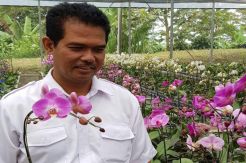 Kementan Lirik Prospek Bisnis Bunga Lily dan Anggrek