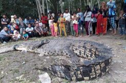 Dianggap Meresahkan, Buaya Panjang 4 Meter Ditangkap Warga