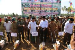 Tingkatkan Produksi, Kementan Bersama PBNU Tanam Jagung 73.000 ha