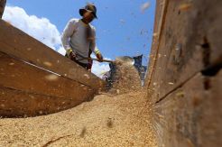 Serapan Gabah Maksimal, Harga Beras Agustus 2018 Turun