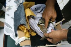 Penyelundupan Buaya dan Biawak Digagalkan Petugas Bandara SMB II
