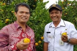Kementan Dorong Pengembangan Klaster Kawasan Jeruk di Bali
