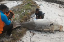 Dugong, Mamalia Langka Ditemukan Mati di Perairan Riau