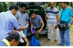 Pemburu Ini Ditangkap Berikut Kulit dan Organ Tubuh Harimau