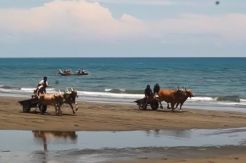 Serunya Nonton Balapan Sapi di Pantai Koa-koa