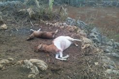 Hewan Liar Pemangsa Kambing Resahkan Petani Gunungkidul