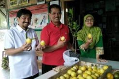 Kementan Kampanyekan Manfaat Pangan Lokal, Impor Buah Turun