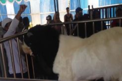 Ratusan Kambing Etawa Ramaikan Open Kontes Piala Raja