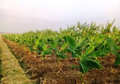 Kementan Dorong Kabupaten Brebes Jadi Sentra Pisang