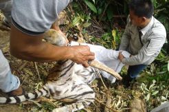 Terjerat Perangkap Pemburu, Harimau Sumatera Mati Tergantung di Tepi Jurang