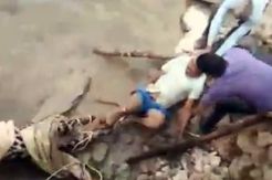 Hendak Menolong, Pria India Malah Diserang Macan Tutul yang Terluka