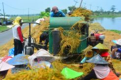 Kedaulatan Pangan Terancam Musim Kemarau Panjang di 2018