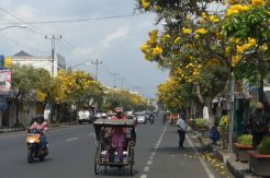 Viral dan Bikin Heboh, Purwokerto Dihiasi Bunga Tabebuya