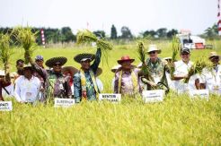Jadikan Rawa Lahan Pertanian, FAO Apresiasi Kementan