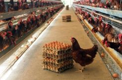 Kementan Meminta Peternak Afkir Ayam Tua