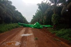 Tabur Pupuk, Pesawat Jenis THRAS PK-ELB Jatuh di Kebun Sawit