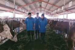 Kembangkan Sapi Belgian Blue, Dubes RI di Belgia Apresiasi Kementan