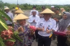 Bupati Kobar Panen Buah Naga di Kebun Margotani Sungai Tendang