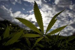 Polres Tanggamus Temukan 2 Ha Ladang Ganja