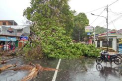 Musim Hujan, Pohon di Jalan Yogyakarta-Wonosari Rawan Tumbang
